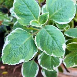 Cuban Oregano Plants Live - 3 Pack Fragrant Herb Outdoor Garden 4-7 Inch