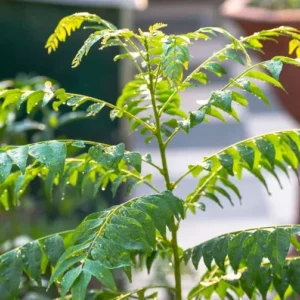 Curry Leaf Plant Live - Potted Indian Curry Tree for Cooking