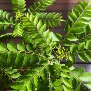 Curry Leaf Plant Live Potted - Indian Herb Tree