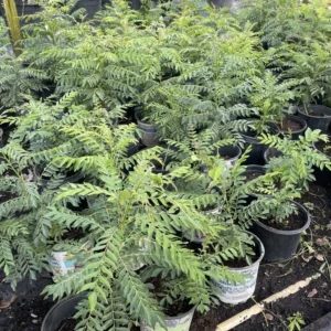 Curry Leaf Plant Live Potted - Indian Herb Tree