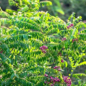 Curry Leaf Plant Live Potted - Indian Herb Tree