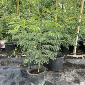 Curry Leaf Plant Live Potted - Indian Herb Tree