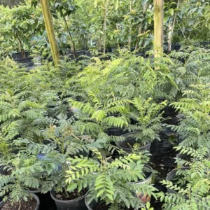 Curry Leaf Plant Live Potted - Indian Herb Tree