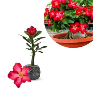 Desert Rose Plants Live - Adenium Obesum Succulent 4-7 Inch Vibrant Blooms