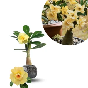 Desert Rose Plants Live - Adenium Obesum Succulent 4-7 Inch Vibrant Blooms