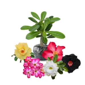 Desert Rose Plants Live - Adenium Obesum Succulent 4-7 Inch Vibrant Blooms