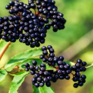 Elderberry Tree Live Plant - Quart Pot, Sweet Fruit Shrub for Gardens