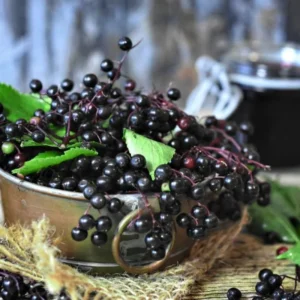 Elderberry Tree Live Plant - Quart Pot, Sweet Fruit Shrub for Gardens