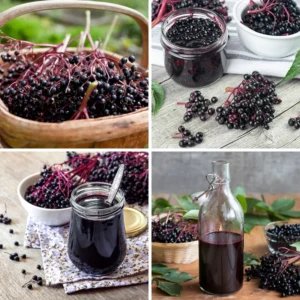 Elderberry Tree Live Plant - Quart Pot, Sweet Fruit Shrub for Gardens