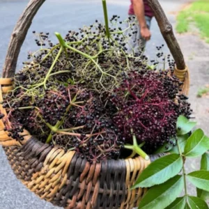 Elderberry Tree Live Plant - Quart Pot, Sweet Fruit Shrub for Gardens