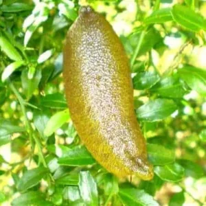 Finger Lime Tree Plant Live in Gallon Pot - Exotic Citrus Fruit