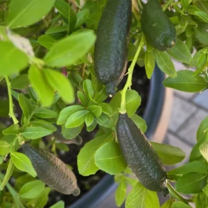 Finger Lime Tree Plant Live in Gallon Pot - Exotic Citrus Fruit