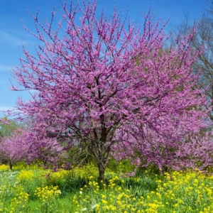 Flowering Purple Redbud Plant Live - Quart Pot Eastern Redbud Tree Cold Hardy