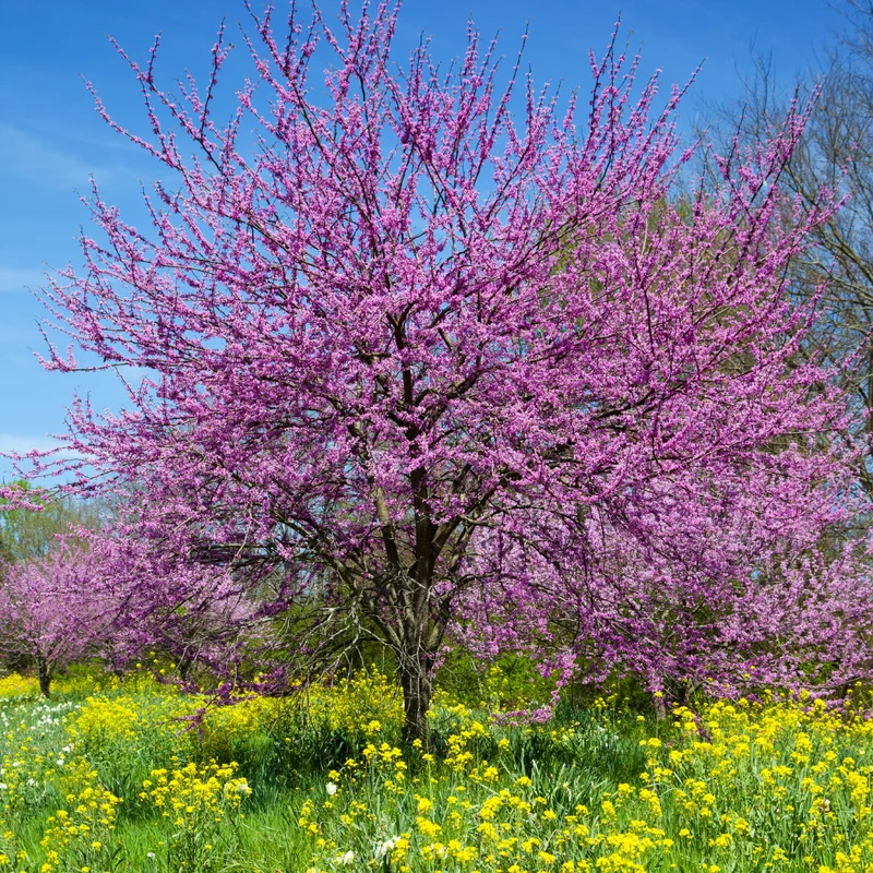 Flowering Purple Redbud Plant Live - Quart Pot Eastern Redbud Tree Cold Hardy