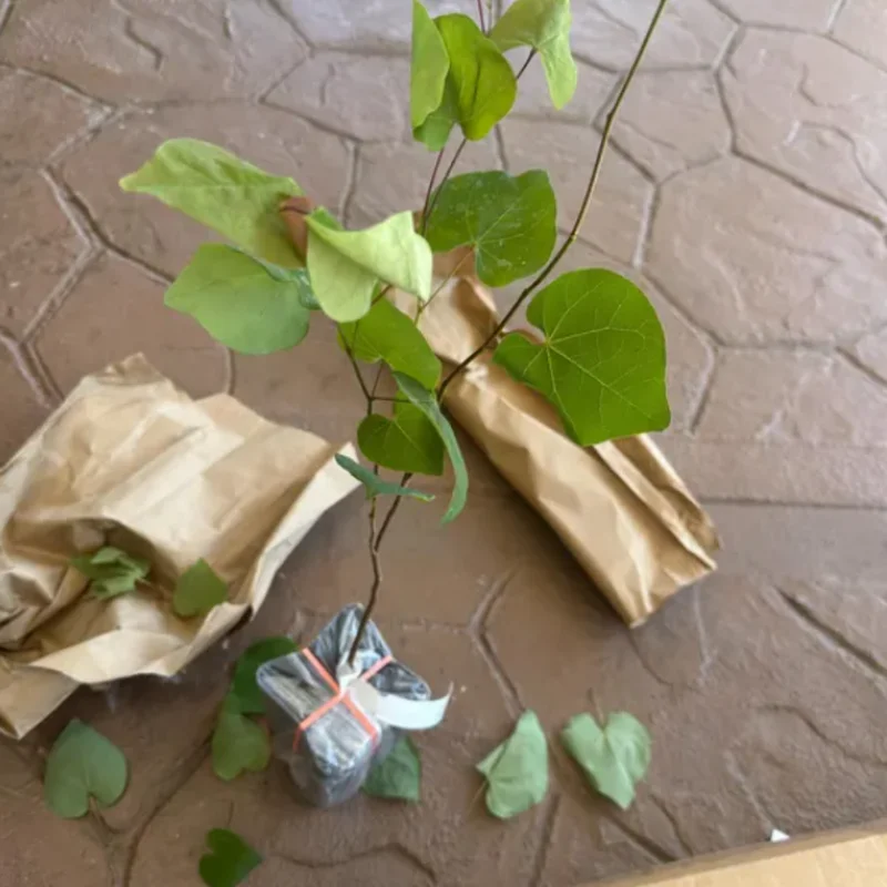 Flowering Purple Redbud Plant Live - Quart Pot Eastern Redbud Tree Cold Hardy