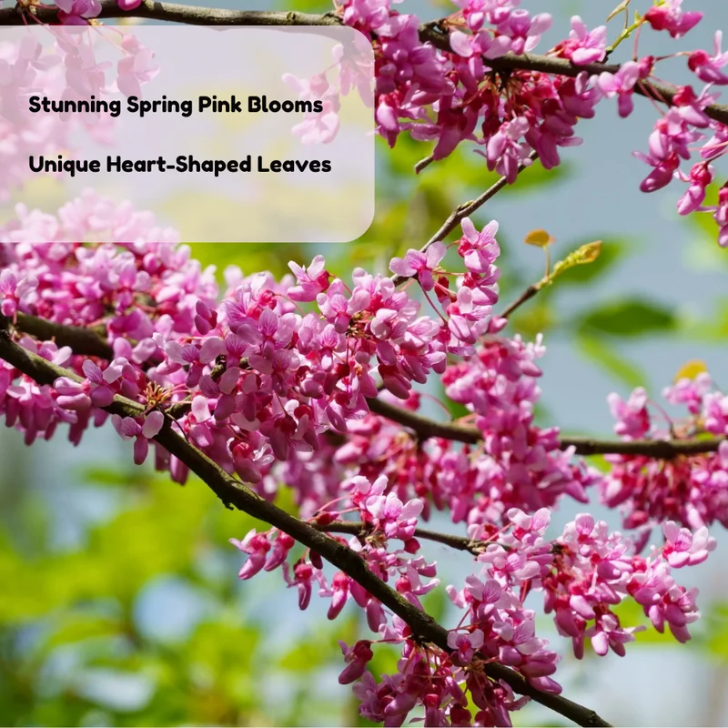 Flowering Purple Redbud Plant Live - Quart Pot Eastern Redbud Tree Cold Hardy