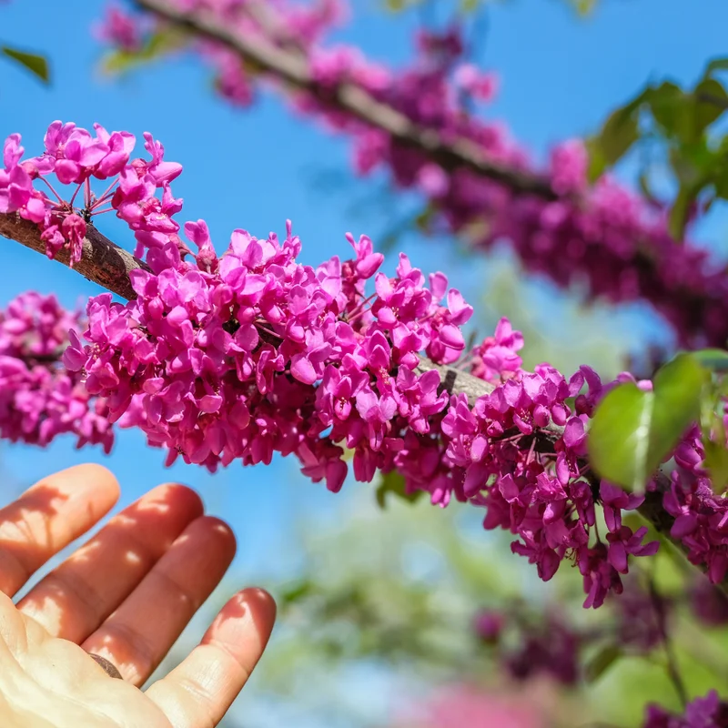 Flowering Purple Redbud Plant Live - Quart Pot Eastern Redbud Tree Cold Hardy