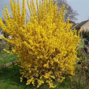 Forsythia Plant 4 Inch Pot - Early Spring Blooming Shrub - Garden Ready