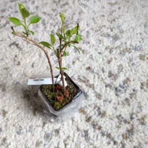 Forsythia Plant 4 Inch Pot - Early Spring Blooming Shrub - Garden Ready