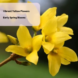 Forsythia Plant 4 Inch Pot - Early Spring Blooming Shrub - Garden Ready