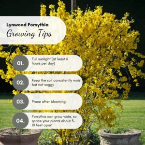 Forsythia Plant 4 Inch Pot - Early Spring Blooming Shrub - Garden Ready