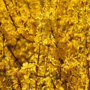 Forsythia Plant 4 Inch Pot - Early Spring Blooming Shrub - Garden Ready