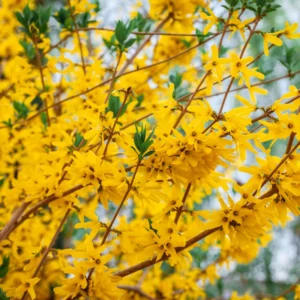Forsythia Shrub Plant Live - Quart Pot - Outdoor Growing - Yellow Flowering Bush