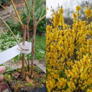 Forsythia Shrub Plant Live - Quart Pot - Outdoor Growing - Yellow Flowering Bush