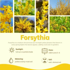 Forsythia Shrub Plant Live - Quart Pot - Outdoor Growing - Yellow Flowering Bush