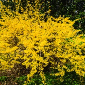 Forsythia Shrub Plant Live - Quart Pot - Outdoor Growing - Yellow Flowering Bush