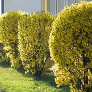 Forsythia Shrub Plant Live - Quart Pot - Outdoor Growing - Yellow Flowering Bush