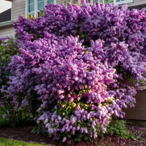 Fragrant Lilac Plant 4 Inch Pot Hardy Flowering Shrub Purple Blossoms