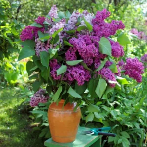 Fragrant Lilac Plant 4 Inch Pot Hardy Flowering Shrub Purple Blossoms