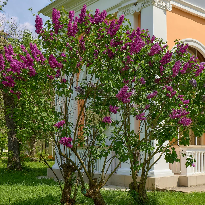 Fragrant Lilac Plant 4 Inch Pot Hardy Flowering Shrub Purple Blossoms