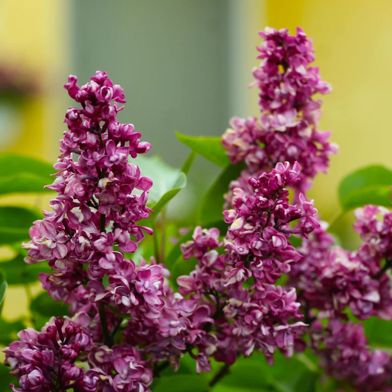 Fragrant Lilac Plant 4 Inch Pot Hardy Flowering Shrub Purple Blossoms