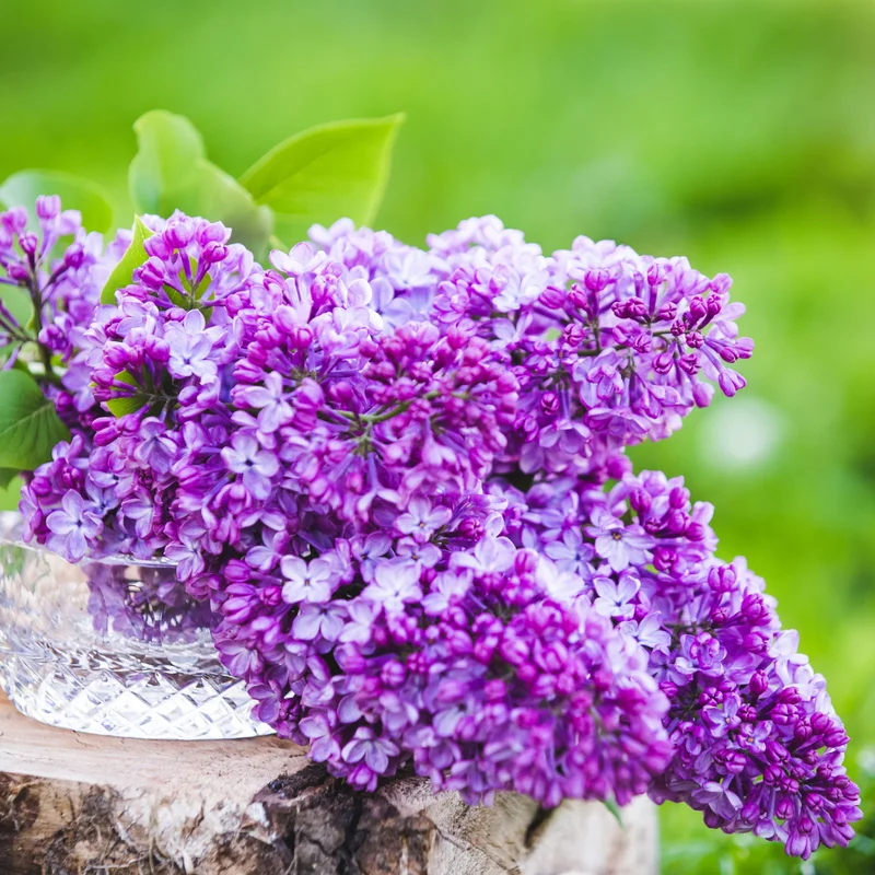 Fragrant Lilac Plant 4 Inch Pot Hardy Flowering Shrub Purple Blossoms