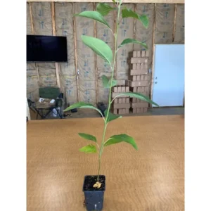 Fragrant Sassafras Tree Live Plant - Quart Pot - Autumn Color Seedling