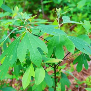 Fragrant Sassafras Tree Live Plant - Quart Pot - Autumn Color Seedling