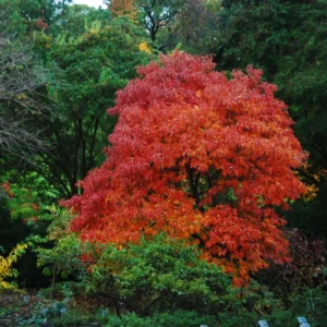Fragrant Sassafras Tree Live Plant - Quart Pot - Autumn Color Seedling