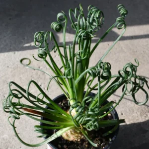 Frizzle Sizzle Albuca Plant Live 3.5 Inch Pot - Spiraling Succulent Indoor Growing