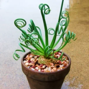 Frizzle Sizzle Albuca Plant Live 3.5 Inch Pot - Spiraling Succulent Indoor Growing