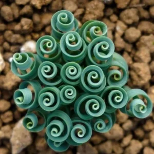 Frizzle Sizzle Albuca Plant Live 3.5 Inch Pot - Spiraling Succulent Indoor Growing