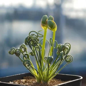 Frizzle Sizzle Albuca Plant Live 3.5 Inch Pot - Spiraling Succulent Indoor Growing