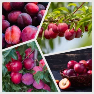 Fruit-Bearing Plum Tree - American Plum Tree in Quart Pot - Hardy Plant