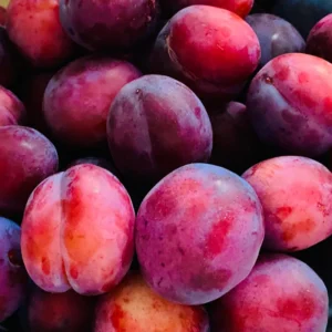 Fruit-Bearing Plum Tree - American Plum Tree in Quart Pot - Hardy Plant