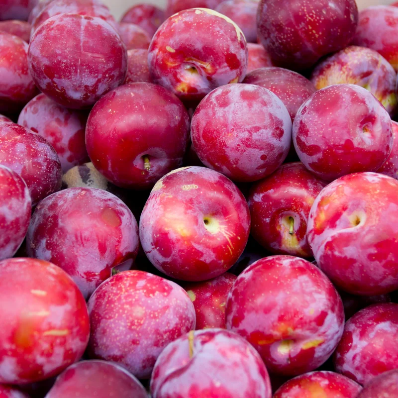 Fruit-Bearing Plum Tree - American Plum Tree in Quart Pot - Hardy Plant