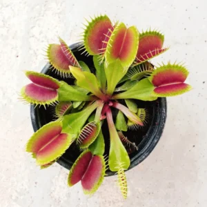 Giant Venus Flytrap Live Plant - Dionaea Muscipula Rehder Giant 1 Cultivar - Large