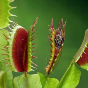 Giant Venus Flytrap Live Plant - Dionaea Muscipula Rehder Giant 1 Cultivar - Large