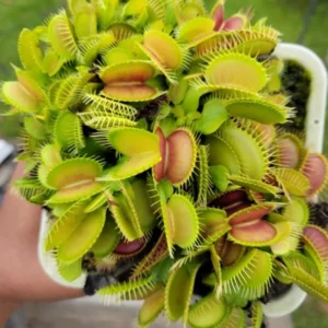 Giant Venus Flytrap Live Plant - Large Dionaea Muscipula Cultivar