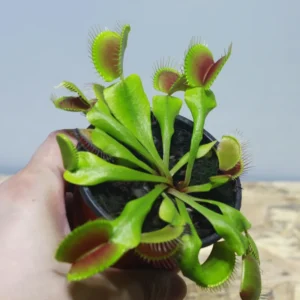 Giant Venus Flytrap Live Plant - Large Dionaea Muscipula Cultivar